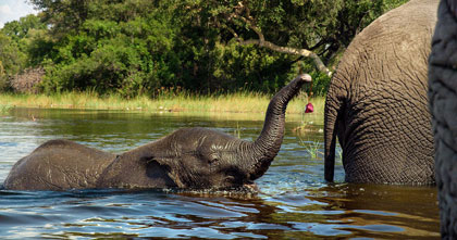 『ネイチャー』小象