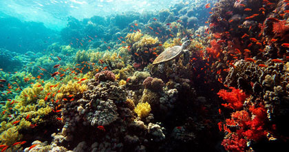 『ネイチャー』海底