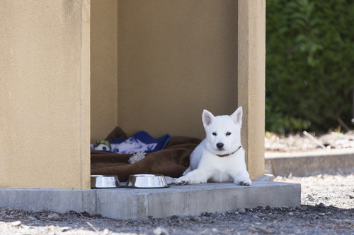 うちの執事が言うことには_ペロ