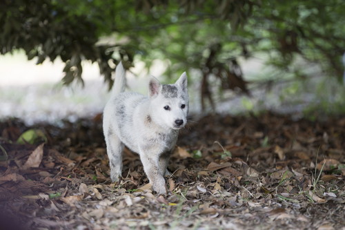 うちの執事が言うことには_ペロ
