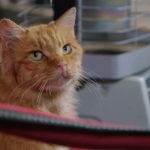 岩合光昭の世界ネコ歩き