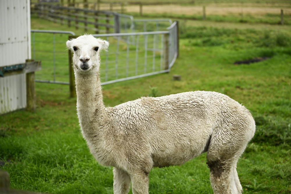 『楓』福士蒼汰