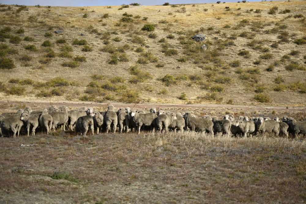 『楓』福士蒼汰